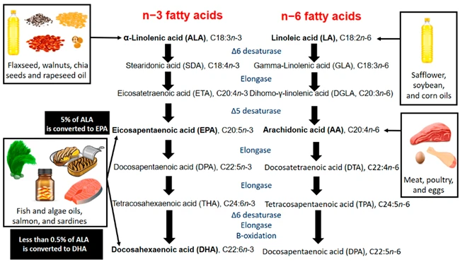 fish oil supplementation fish oil supplementation